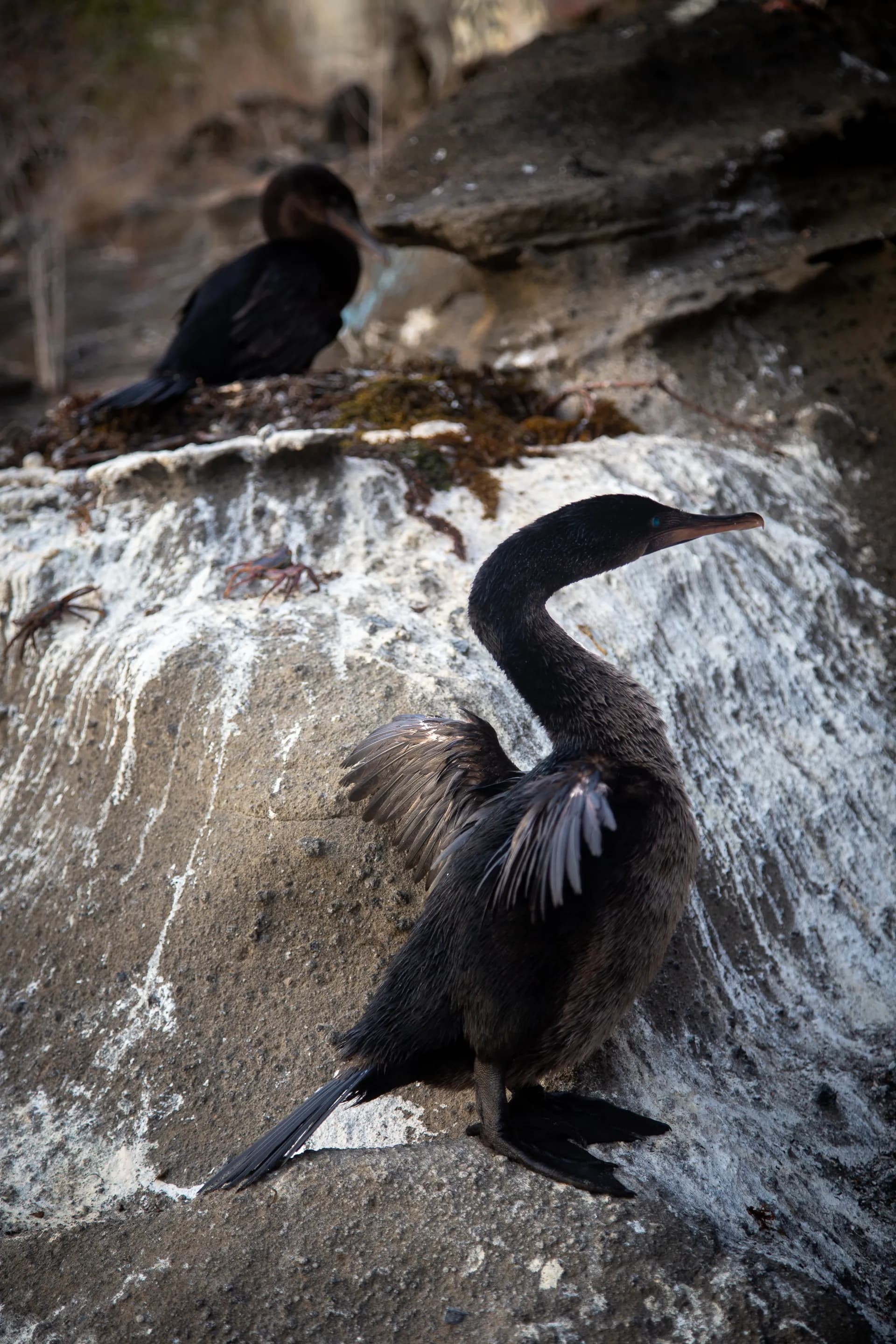 Flightless Cormorant