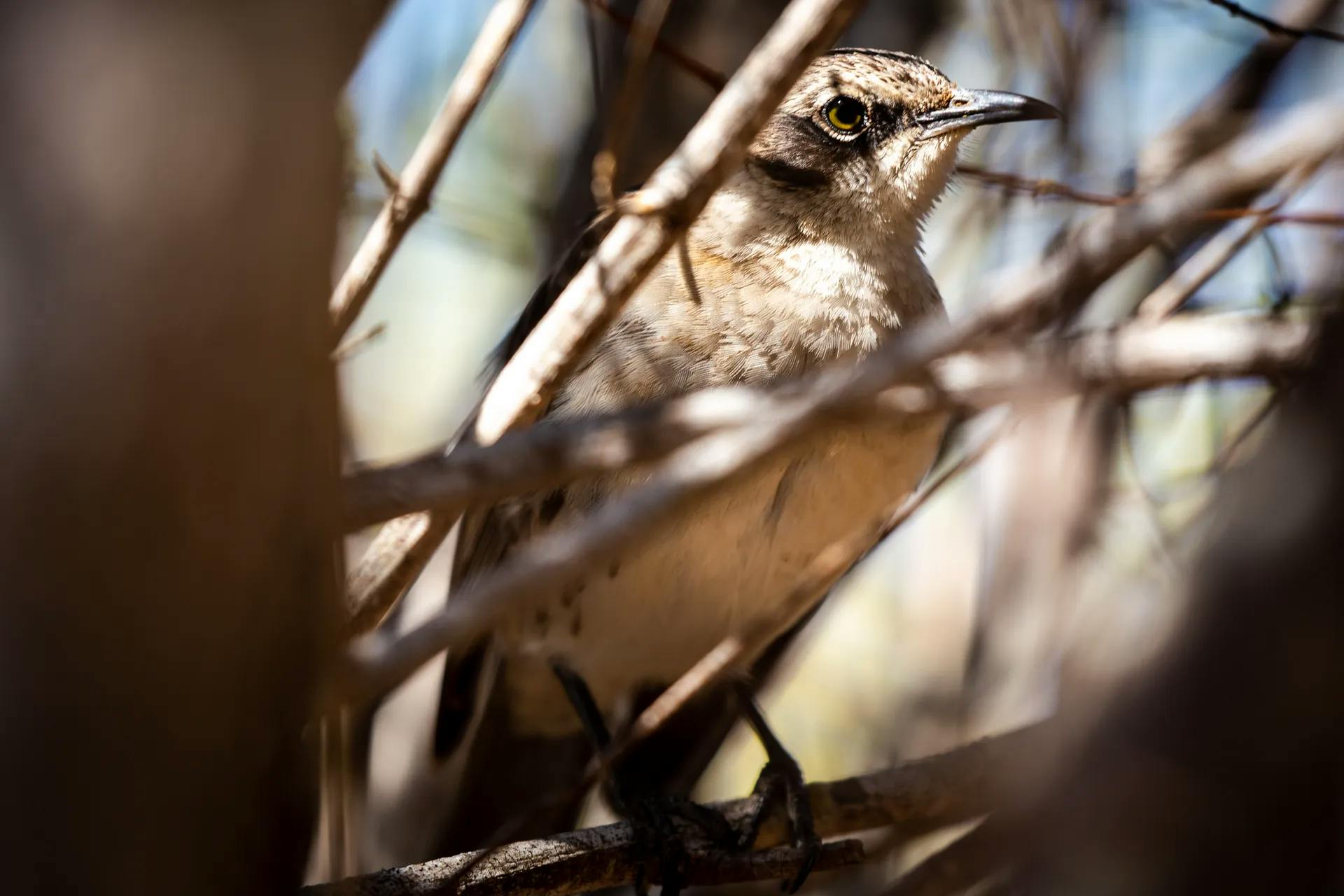 Darwin’s (Galápagos) Finch